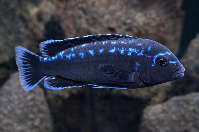 Pseudotropheus interruptus 'Chiwi Rocks'